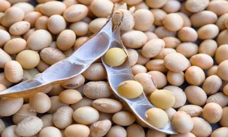 भावांतर योजना में आज बढ़कर 4077 रुपए मॉडल रेट जारी