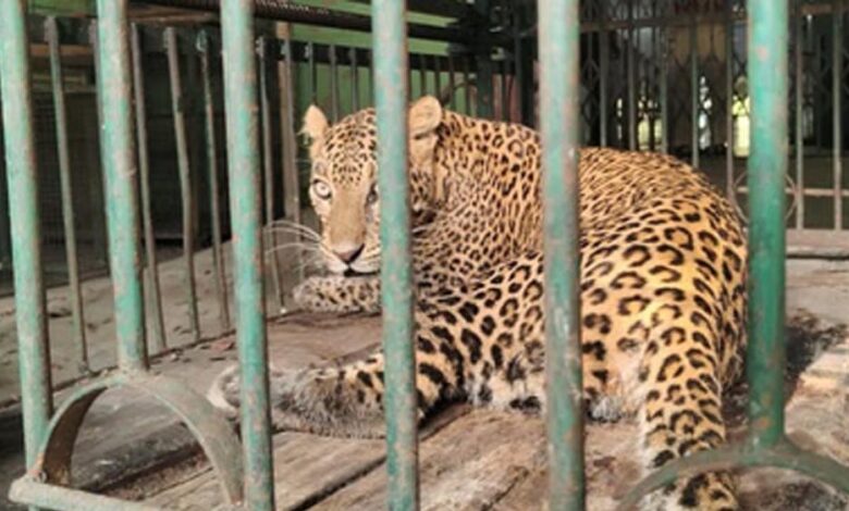 400 के.वी. सबस्टेशन इंदौर में घुसे तेंदुए को बहादुरी से पकड़ा, ट्रांसको टीम की सतर्कता और साहस से टला बड़ा हादसा