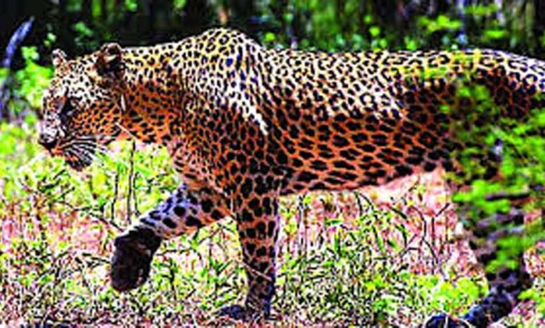 400 के.वी. सबस्टेशन इंदौर में घुसे तेंदुए को बहादुरी से पकड़ा