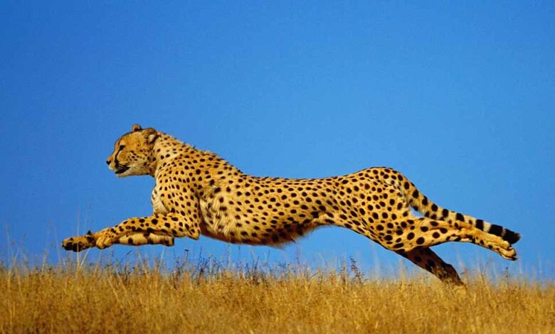 कूनो नेशनल पार्क में रोमांच जारी: आज से शुरू हो रहा दूसरा फॉरेस्ट रिट्रीट