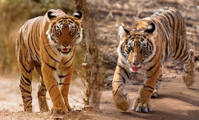 MP में बाघ गणना 2026 शुरू: टाइगर रिजर्व में लगाए जाएंगे 562 कैमरा ट्रैप, पूरी प्रक्रिया होगी पेपरलेस