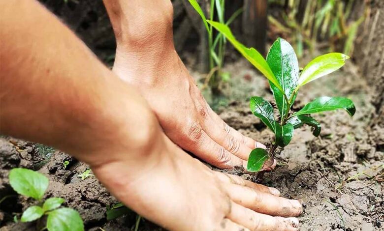 नगरीय-प्रशासन-विभाग-का-निर्देश:-सभी-निकाय-बनाएंगे-पौध-रोपण-की-कार्य-योजना