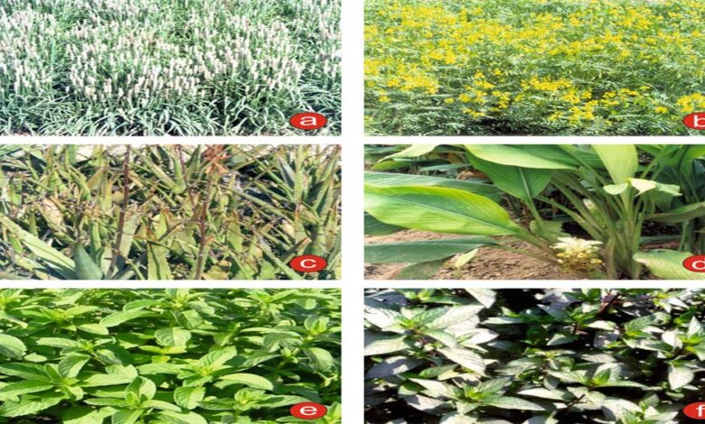 मध्यप्रदेश देश में अग्रणी: 46 हजार हेक्टेयर से अधिक क्षेत्र में उगती ईसबगोल और अश्वगंधा