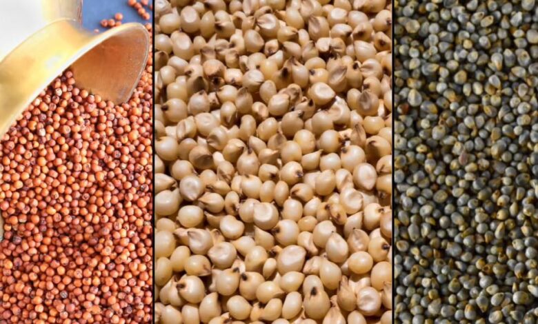 किसानों के लिए जरूरी: ज्वार-बाजरा का MSP उपार्जन 24 नवंबर से, धान 1 दिसंबर से