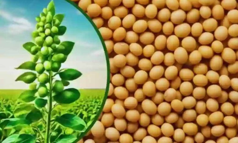 भावांतर योजना में सोयाबीन का मॉडल रेट बढ़कर हुआ 4263 रुपए
