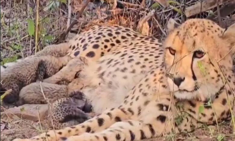 कूनो में चीता ‘मुखी’ ने पांच शावकों को जन्म दिया, भारत में पहला सफल प्रजनन: सीएम मोहन यादव ने दी बधाई