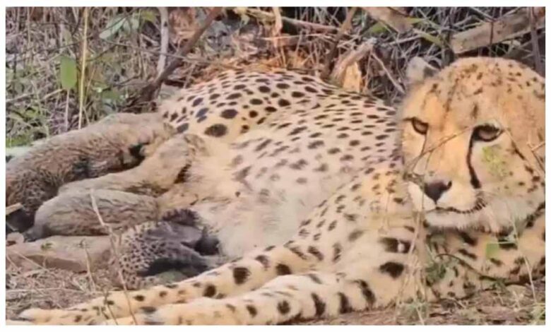 भारत में जन्मी मादा चीता मुखी ने पांच शावकों को जन्म दिया