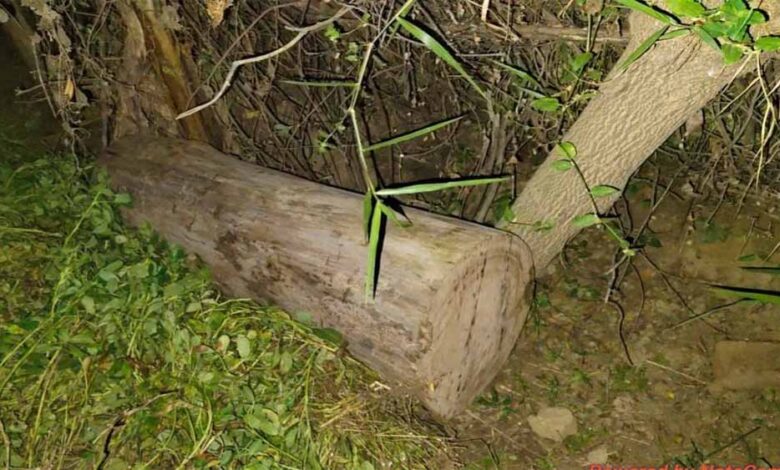 रीवा में वन विभाग पर हमला: वनकर्मी बंधक, जबरन वीडियो डिलीट कराए