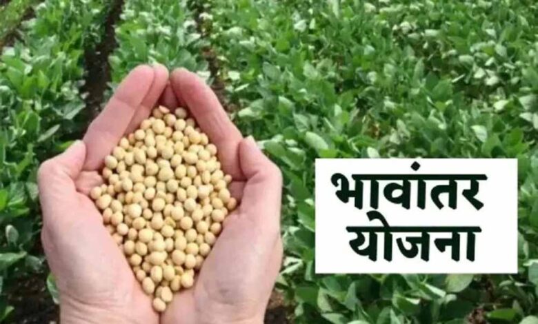 भावांतर योजना में सोयाबीन का मॉडल रेट बढ़कर हुआ 4285 रुपए