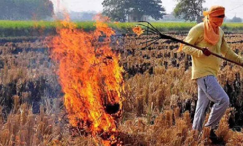सुप्रीम कोर्ट के आदेश बेअसर! MP में किसानों द्वारा धड़ाधड़ पराली जलाने से बढ़ी चिंता