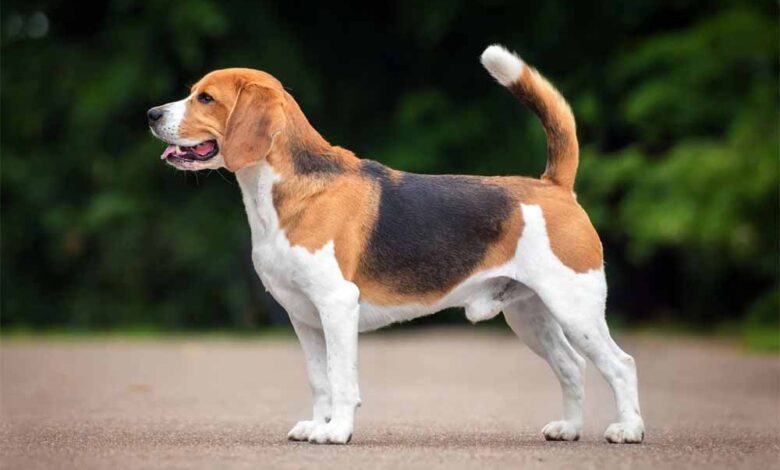 समुद्र किनारे खोया कुत्ता 1500 किमी दूर मिला, 3 महीने बाद मालकिन की तड़प हुई खत्म