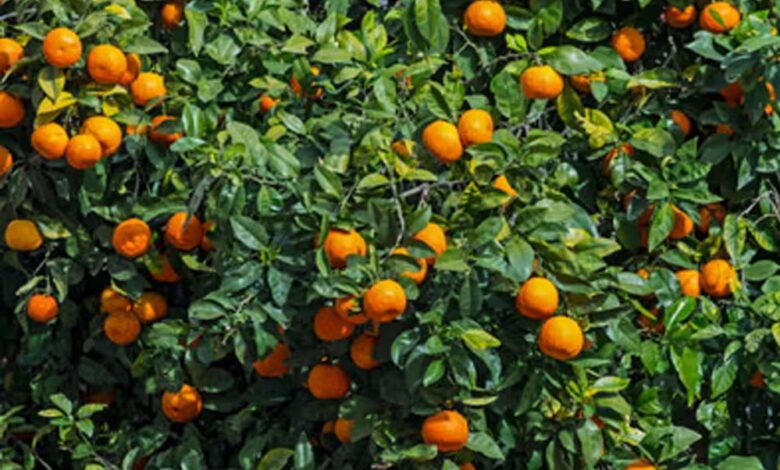 महिलाओं के लिए कमाई का मौका: मप्र सरकार देगी 100% सब्सिडी, हर महिला को 2.70 लाख पर संतरे के बगीचे लगाने का मौका