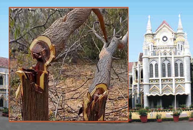 MP हाईकोर्ट का आदेश: बिना अनुमति कोई भी पेड़ नहीं काटा जाएगा, ‘ग्रीन कवर नष्ट करना विनाश है