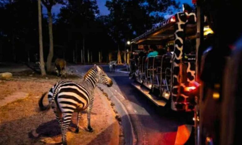 आज से बंद हुई नाइट सफारी: टाइगर रिज़र्व के बफ़र जोन में नया नियम लागू