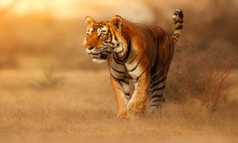 बांधवगढ़ में पर्यटन का नया रिकॉर्ड, अक्तूबर-नवंबर में सैलानियों की संख्या में 13% की बढ़ोतरी