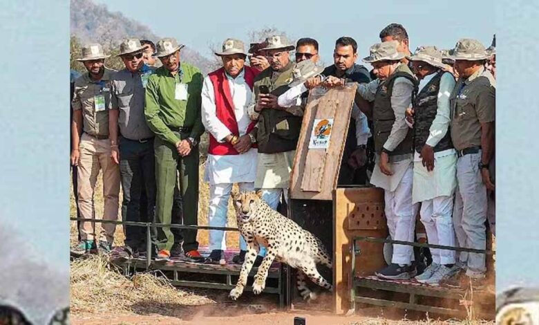 अंतर्राष्ट्रीय चीता दिवस पर बड़ा कदम: CM मोहन यादव ने तीन चीतों को जंगल में किया रिलीज