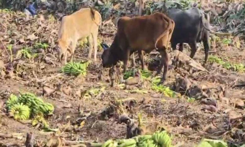 केले-के-दाम-औंधे-मुंह-गिरे:-बड़वानी-के-किसान-फसल-काटकर-पशुओं-को-खिलाने-को-मजबूर