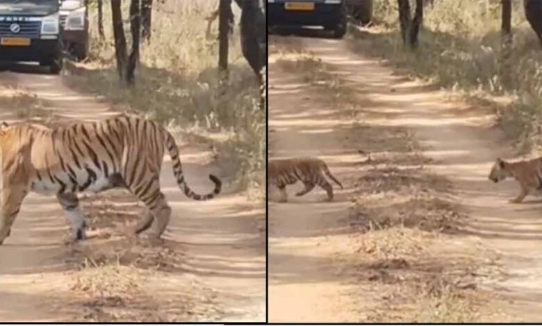 सिवनी में वन्यजीवन का अद्भुत नज़ारा: पांच शावकों संग नजर आई ‘जुगनी’ बाघिन, वीडियो ने जीता दिल
