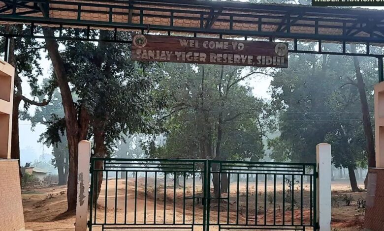 संजय टाइगर रिजर्व में सर्वे, शाकाहारी और मांसाहारी प्राणियों का आकलन, मिली खुशखबरी