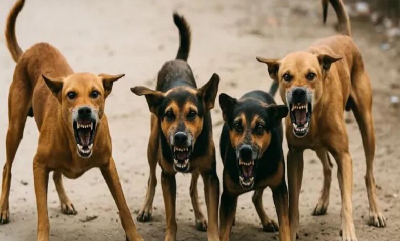 कर्नाटक-सरकार-करेगी-स्ट्रिट-डॉग्स-की-देखभाल,-हर-कुत्ते-पर-रोज-50-रुपये-खर्च