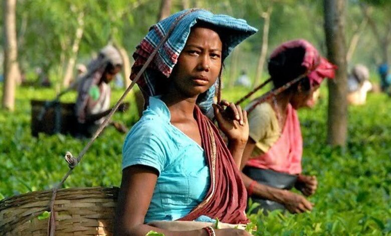 मांडविया-का-बयान:-सरकार-चाय-बागानों-की-महिला-कामगारों-के-कल्याण-के-लिए-प्रतिबद्ध