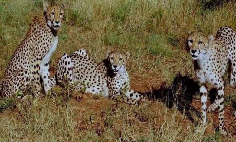 रानी दुर्गावती टाइगर रिजर्व में जुलाई 2026 में छोड़े जाएंगे चीते, सीएम डॉ मोहन ने की घोषणा