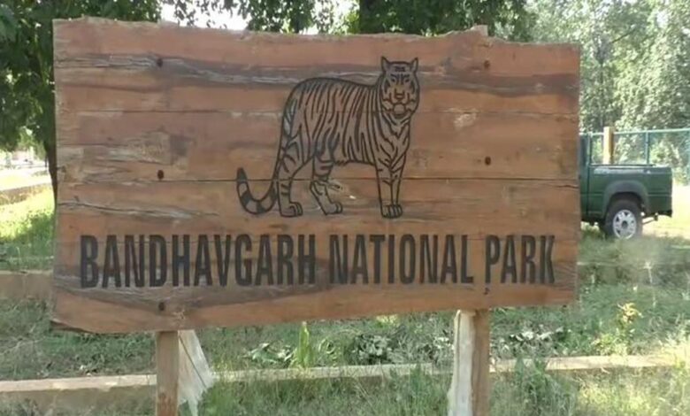 बांधवगढ़ टाइगर रिजर्व में 7 दिनों तक फ्री सफारी, 17-23 दिसंबर तक ज्वालामुखी गेट से एंट्री मुफ्त