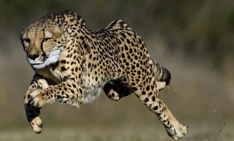 नए साल 2026 में VDTR में शिफ्ट होंगे चीते, करोड़ों के बजट को मिली मंजूरी