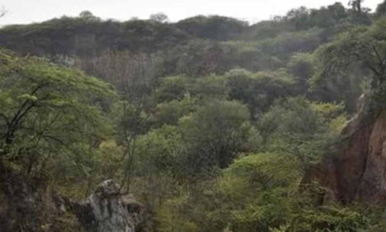 अरावली-पर-क्यों-दिल्ली-से-राजस्थान-तक-छिड़ा-विवाद,-क्या-हैं-बढ़ती-चिंताएं?