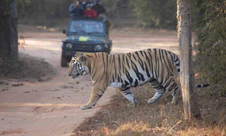 न्यू-ईयर-सेलिब्रेशन-का-हॉटस्पॉट-बने-एमपी-के-टाइगर-रिज़र्व,-10-दिन-देसी-विदेशी-सैलानियों-से-रहे-गुलजार