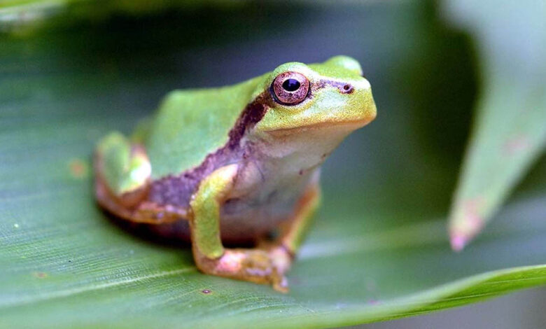 जापान-के-ट्री-फ्रॉग-में-मिला-शक्तिशाली-एंटीकैंसर-ड्रग,-एक-डोज-से-कैंसर-खत्म-होने-की-संभावना