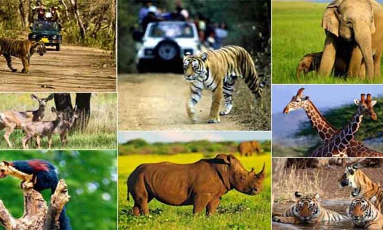 वन्य-जीवों-की-सुरक्षा-एवं-शिकार-से-बचाव-के-लिये-चलेगा-ऑपरेशन-वाइल्ड-ट्रैप-ii