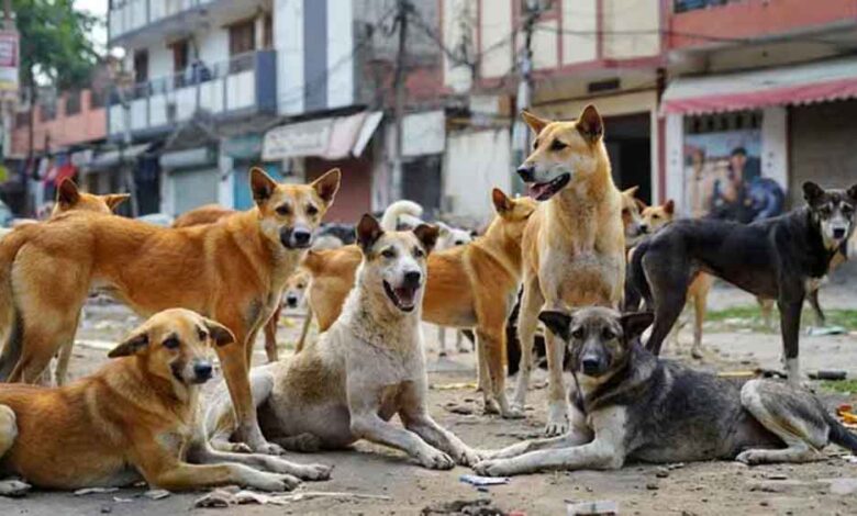 ‘आप-हकीकत-से-पूरी-तरह-अलग-हैं’-—-आवारा-कुत्तों-के-मुद्दे-पर-sc-की-शर्मिला-टैगोर-को-सख्त-फटकार