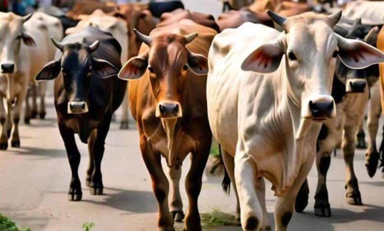 गोमांस को भैंस का सर्टिफाइड करता है डॉ. बीपी गौर, अत्याधुनिक पैकेजिंग कर दुबई सहित खाड़ी देशों में हो रहा सप्लाई