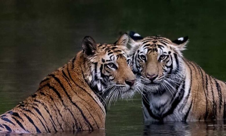 इंदौर-के-जंगलों-में-बाघ-की-वापसी,-नया-वाइल्डलाइफ-कॉरिडोर-बन-रहा-है