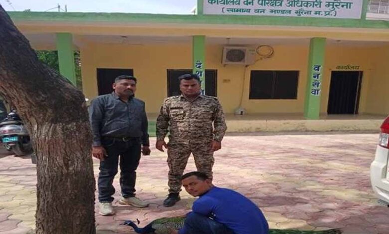 मुरैना के डायल 112 हीरोज: संवेदनशीलता का उदाहरण, घायल राष्ट्रीय पक्षी मोर को समय पर मिला उपचार
