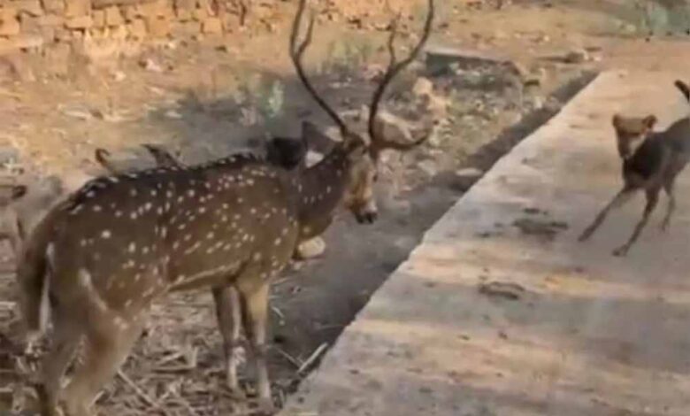 छतरपुर में बच्चों की बहादुरी, आवारा कुत्तों के जबड़े से हिरण को बचाकर जंगल में छोड़ा