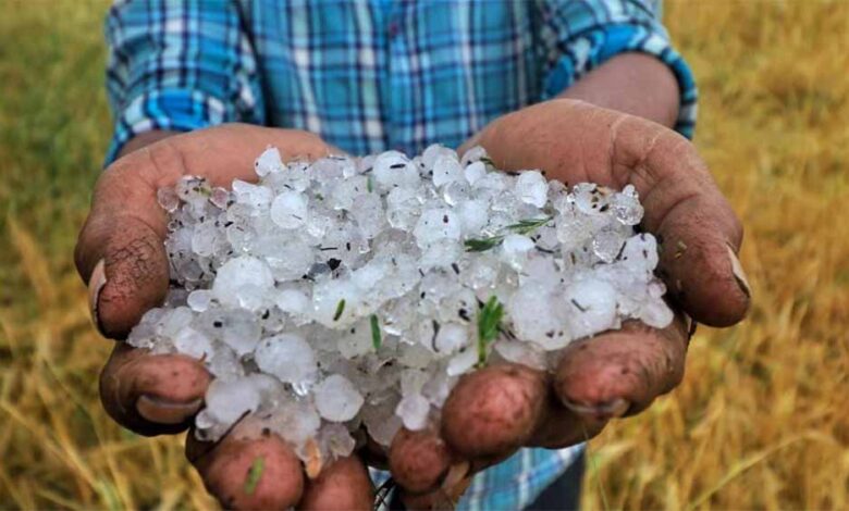 बदनावर में कुदरत का कहर: मक्का के दानों जैसे गिरे ओले, आधे घंटे में हजारों बीघा फसल बर्बाद