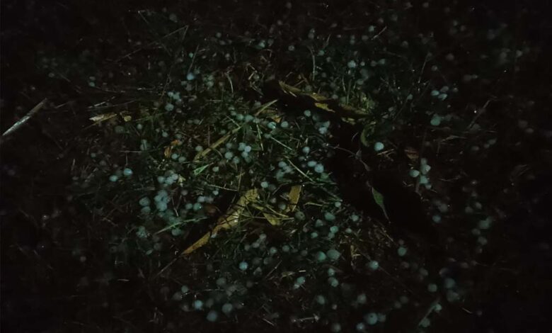 जरही में कुदरत का कहर, आंधी तूफान वा बारिश के साथ गिरे ओले