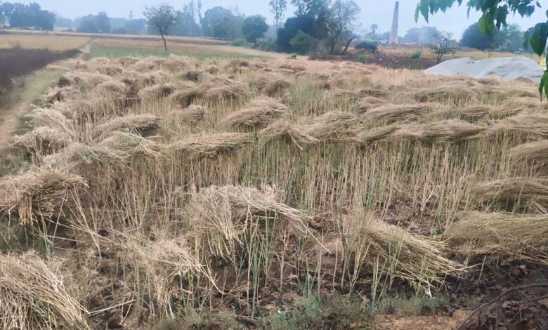 प्रदेश के 42 जिलों में तबाही, ओलावृष्टि-बारिश से फसलें बर्बाद, 14 जिलों में आज भी खतरा