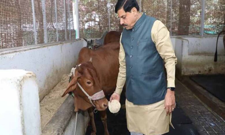 मुख्यमंत्री डॉ. यादव ने गौ सेवा कर की अपने जन्मदिन की शुरूआत