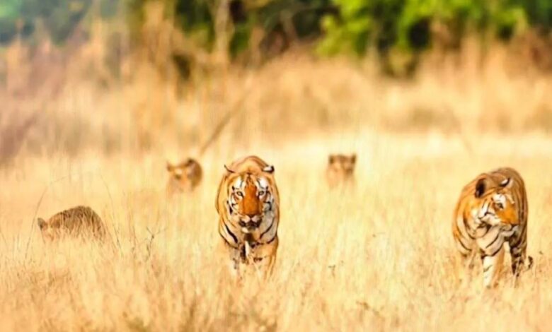 खिवनी अभयारण्य में दुर्लभ दृश्य: सड़क पर दिखा बाघ परिवार, 20 मिनट तक थमी रही टूरिस्ट की सांसें