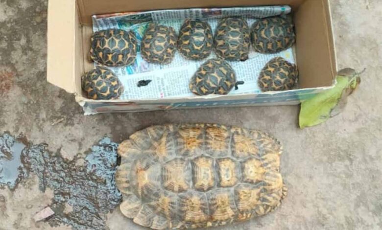 प्रतिबंधित वन्य-जीवों की अवैध बिक्री एवं पालन पर होगी सख्त कार्रवाई