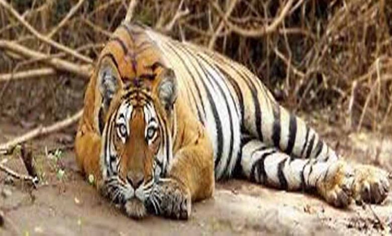 बैल की मौत का बदला बना बाघ की जान का दुश्मन: जहर देकर हत्या, रेडियो कॉलर से खुला राज