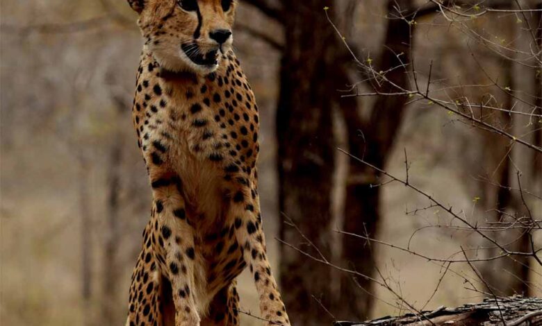 कूनो में जन्मी चीता ‘मुखी’ का तीसरा जन्म-दिन गौरव का क्षण : मुख्यमंत्री डॉ. यादव