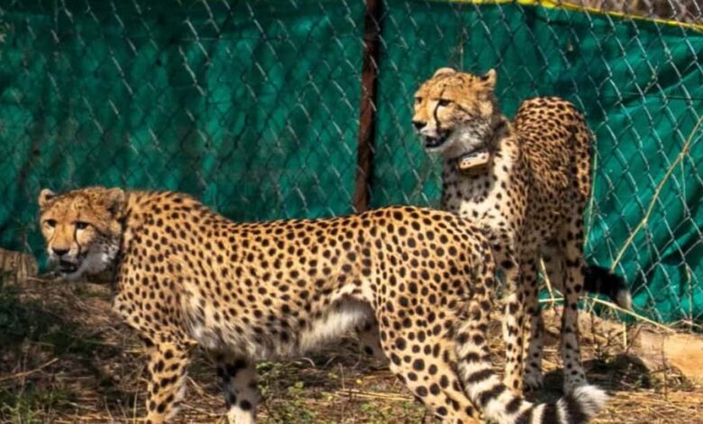 कूनो में फिट और एक्टिव हैं बोत्सवाना के चीते, 6 का क्वारंटाइन खत्म, बड़े बाड़ों में लगाई पहली छलांग