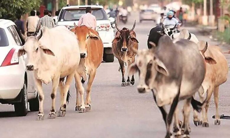 मध्य प्रदेश के 40 लाख आवारा पशुओं को मिलेगा 12 अंकों का खास कोड, केसरिया टैग से होगी पहचान