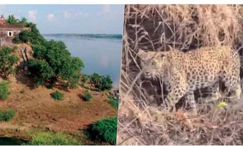 नर्मदा में बोटिंग के दौरान चट्टानों पर आराम करता दिखा तेंदुआ, पर्यटकों में मची हलचल