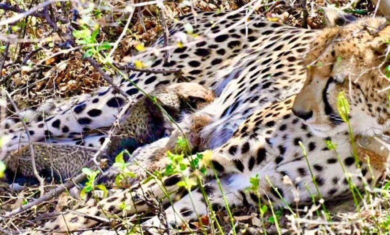 कूनो से फिर मिली बड़ी खुशखबरी, चीता गामिनी ने 4 शावकों को दिया जन्म