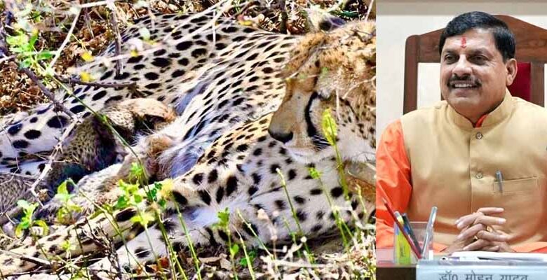 कूनो में खुशखबरी: मादा चीता गामिनी ने दिए 4 शावकों को जन्म, मुख्यमंत्री डॉ. यादव ने दी बधाई